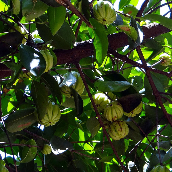 Garcinia Cambogia boom met fruit