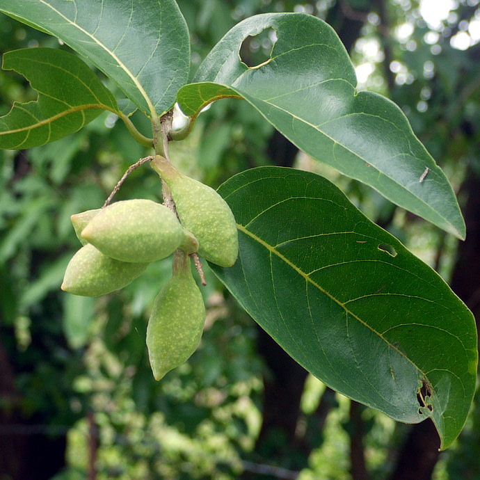 Terminalia Chebula fruit (Haritaki)