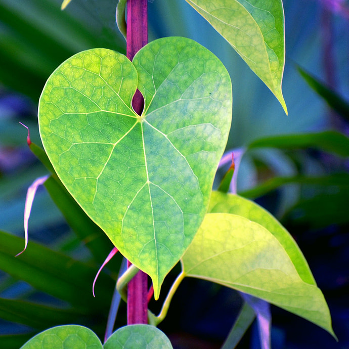 Tinospora Cordifolia leaf 01