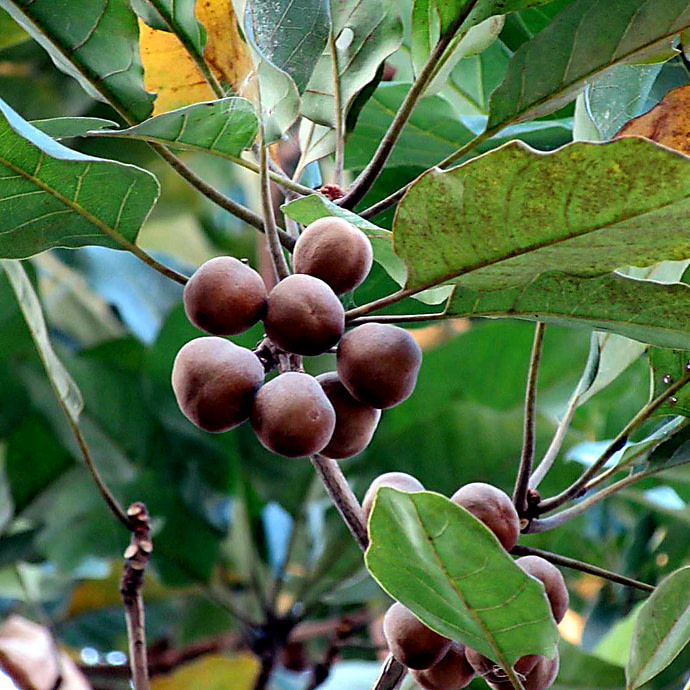Terminalia Bellirica vruchten (Bahera, Bibhitaki)