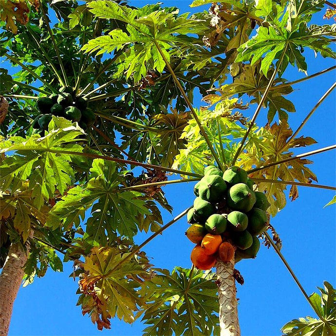 Carica Papaya - Papajabomen