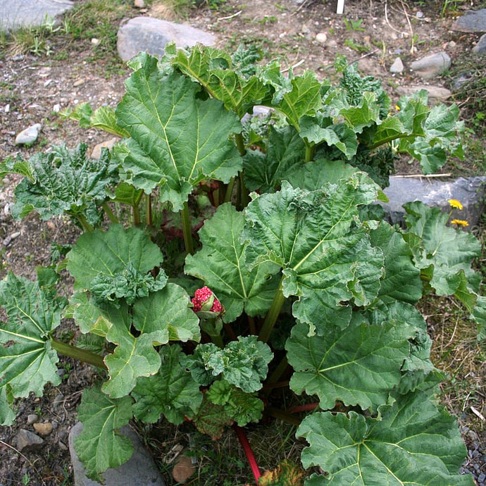 Himalay Rabarber (Rheum Emodi)