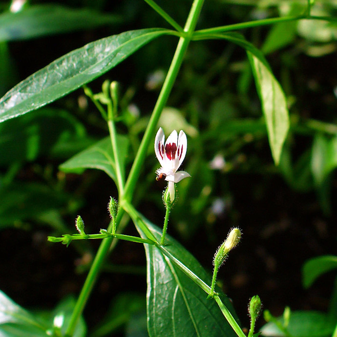 Andrographis Paniculata (Kalmegh, Indian Echinacea, Indiase Gentiaan)