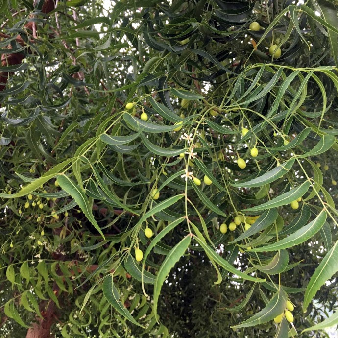Neem boom met fruit (Azadirachta Indica)