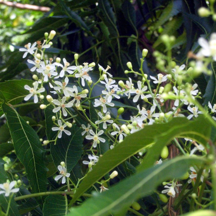 Neem met bloemen (Azadirachta Indica)
