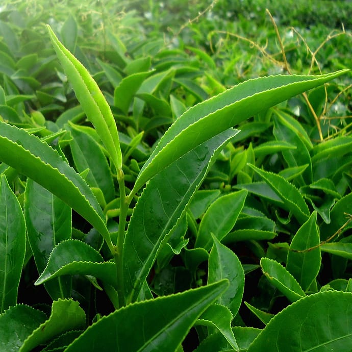 Green Tea leafs, groen thee bladeren