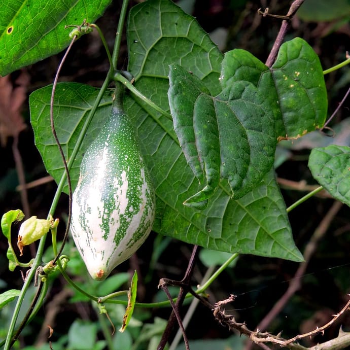Trichosanthes Dioica plant (Puntige Kalebas, Pointed Gourd, Patol, Parval)
